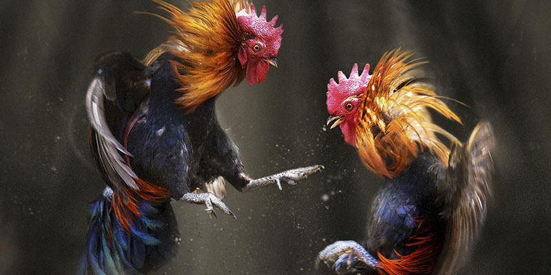 Trận đấu đá gà Thomo đầy gay cấn